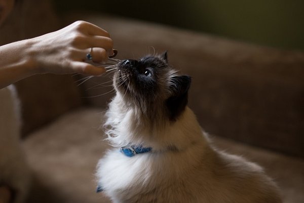 Quelles sont les meilleures marques de croquettes pour chat stérilisées ?